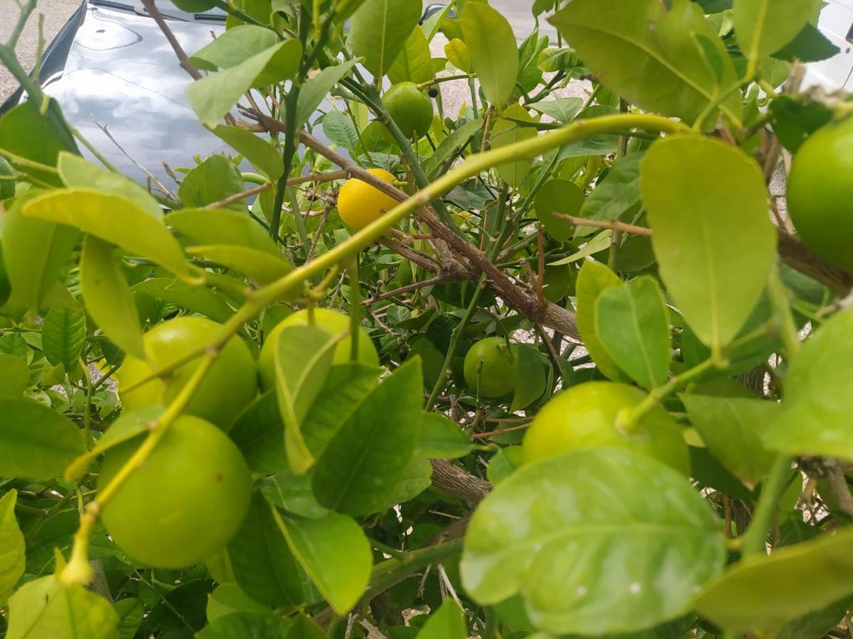 Apartmani Trubi 2 沃迪切 外观 照片